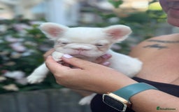 French Bulldog dogs for sale: Fluffy Frenchies - Image 4