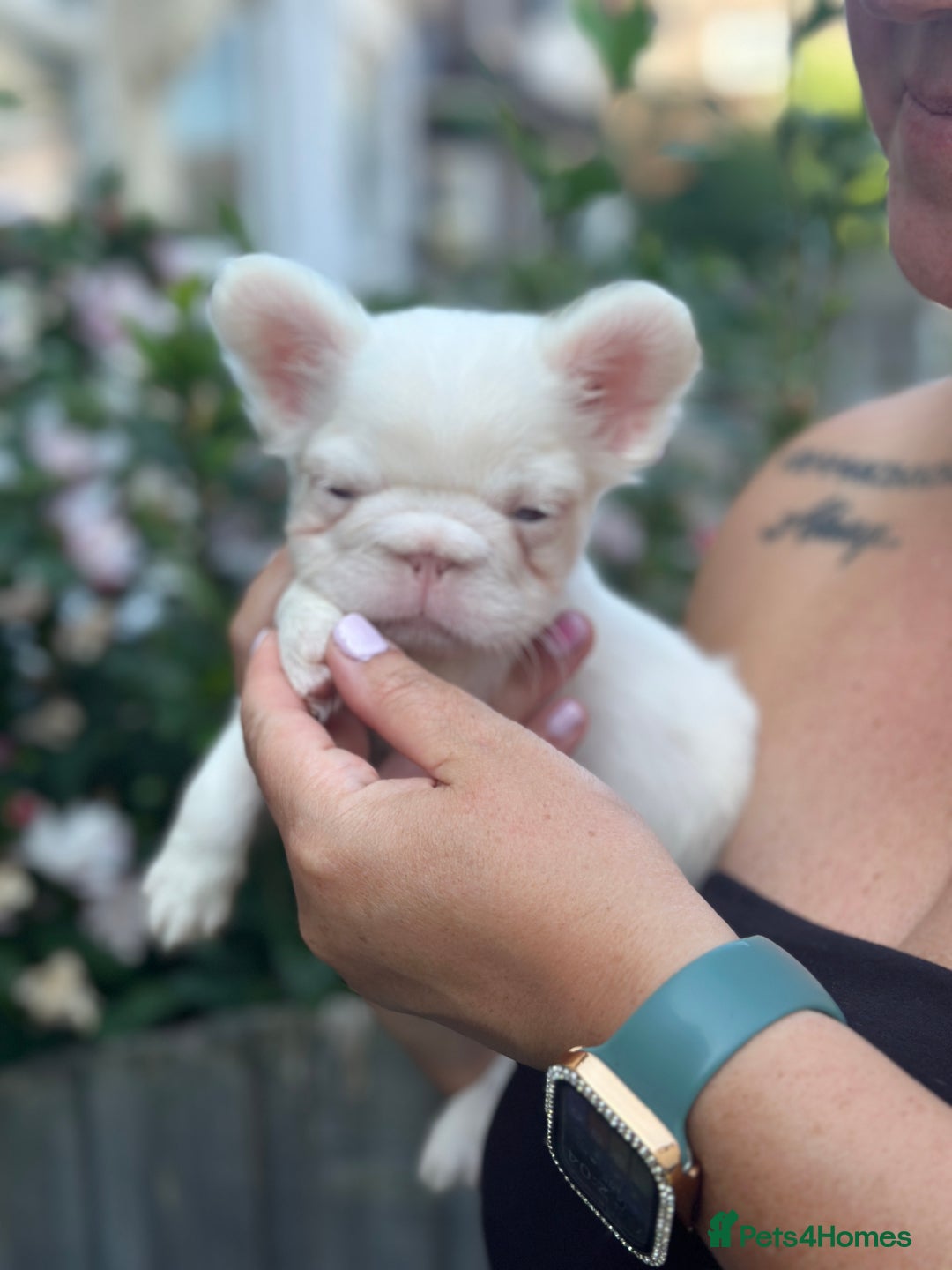 French Bulldog dogs for sale: Fluffy Frenchies - Image 4