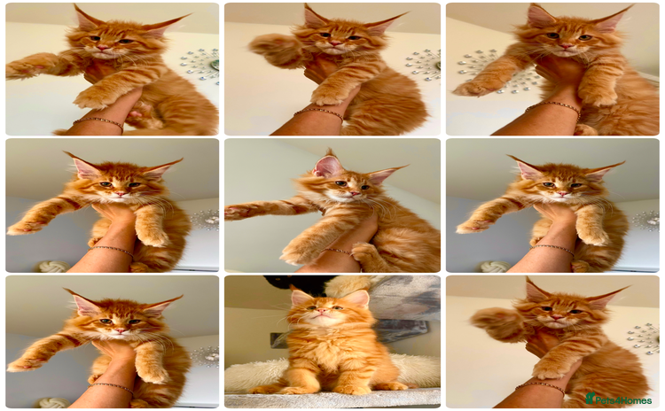 Maine Coon cats Maine Coon XXXL - Advert 1