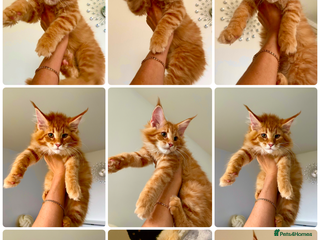 Maine Coon cats Maine Coon XXXL - Advert 1