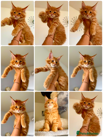 Maine Coon cats Maine Coon XXXL - Advert 1