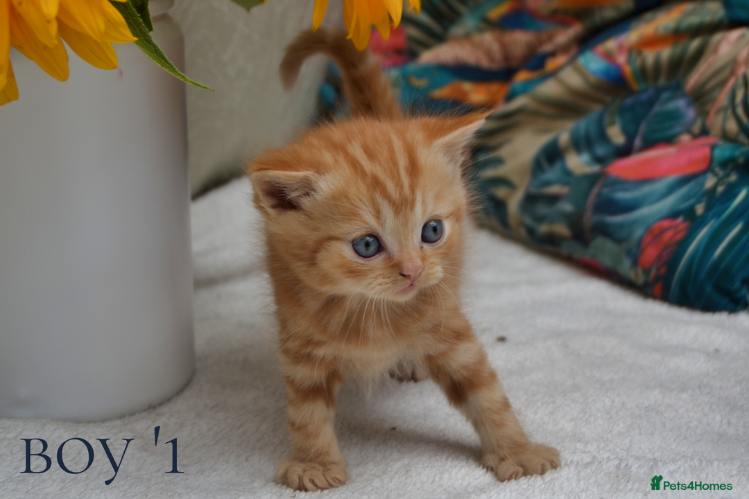 Exotic cats for sale: Stunning Persian Kittens!! - Image 15