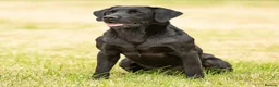 Labrador Retriever dogs for sale: Labrador Puppies – KC Reg & Health Tested Lines - Advert 4