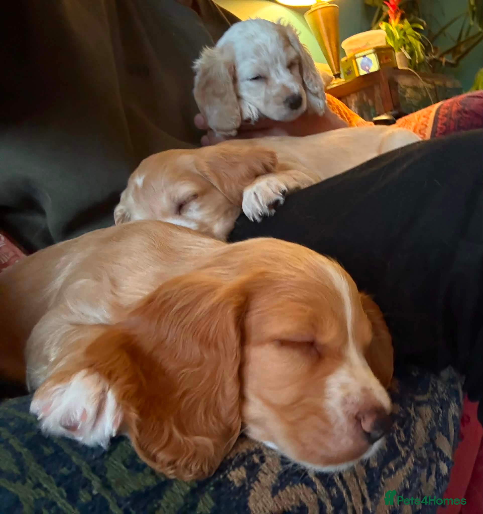 Cocker Spaniel dogs Stunning litter of cocker spaniels  - Advert 16
