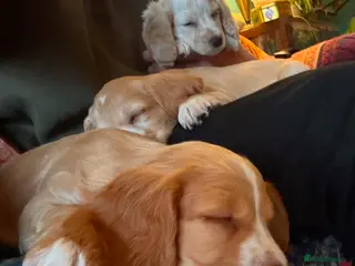Cocker Spaniel dogs Stunning litter of cocker spaniels - Advert 16