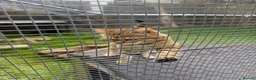 Bengal cats for sale: Adorable adult Bengal Pair - Advert 13