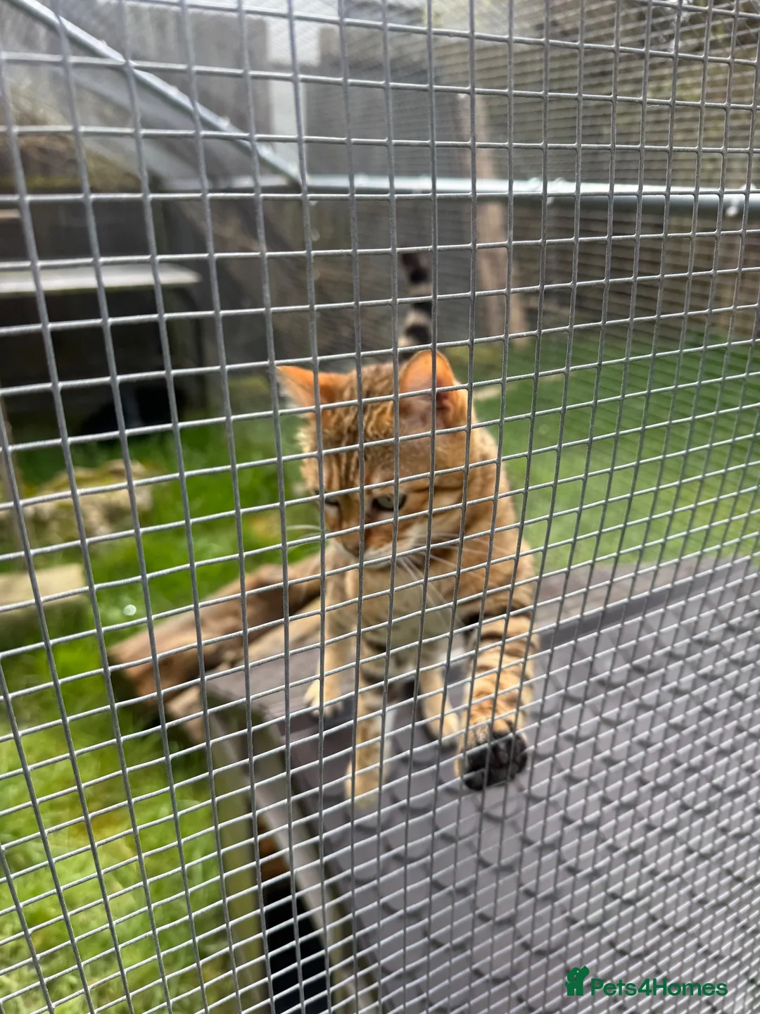 Bengal cats for sale: Adorable adult Bengal Pair - Advert 13