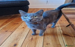 Mixed Breed cats for sale: 2 cute boys Russian blue and Bengal mix  - Advert 15