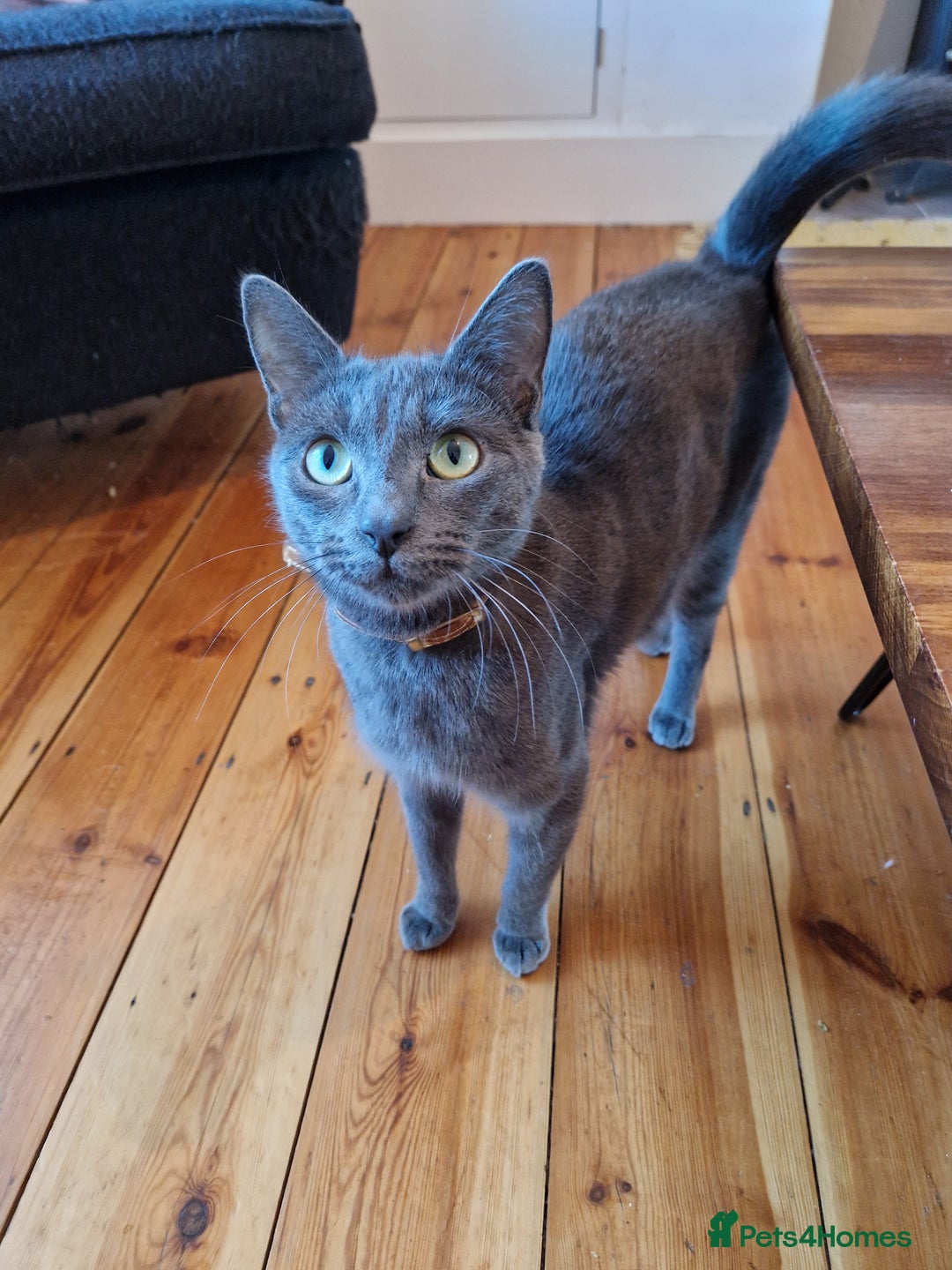 Mixed Breed cats for sale: 2 cute boys Russian blue and Bengal mix  - Advert 15