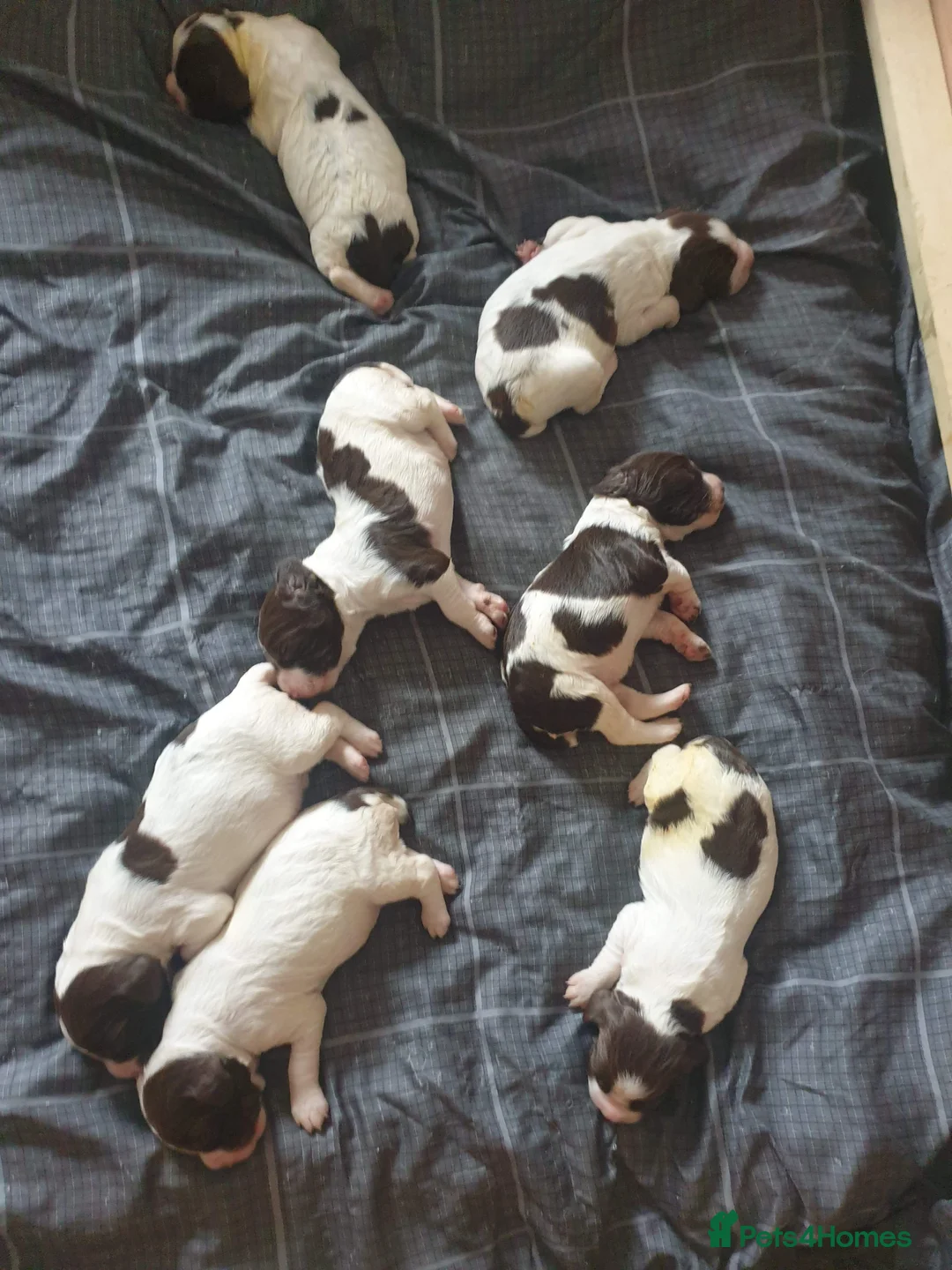 English Springer Spaniel dogs for stud: English Springer Spaniel in Launceston - Advert 4