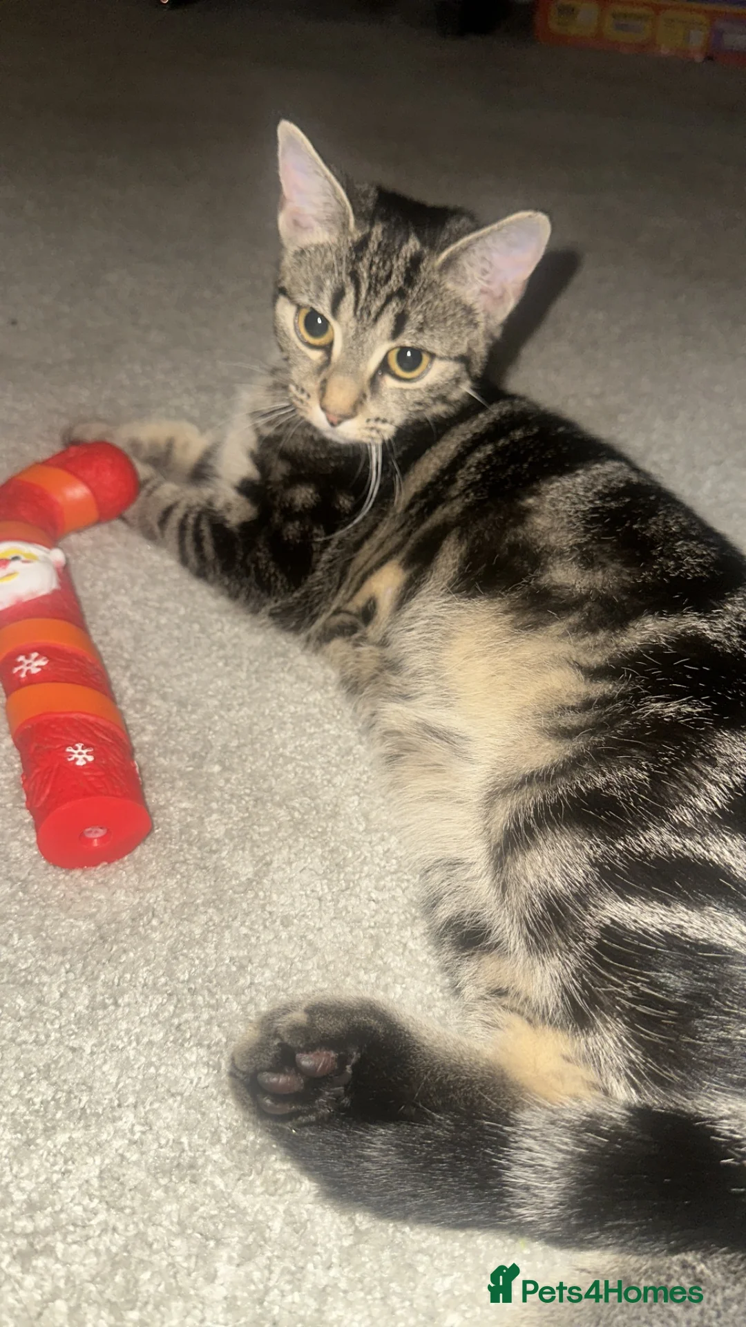 Mixed Breed cats for sale: 5 kittens for sale  in Basildon - Advert 1