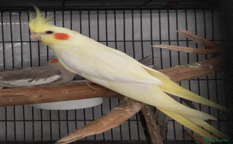 Cockatiels birds - Advert 7