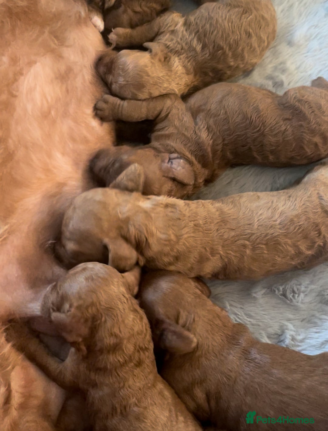 Cavapoo dogs for sale: 7 perfect f1b cavapoo’s. Fully dna & health clear. - Image 16