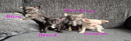 Chihuahua dogs for sale:  🐶 Stunning Chihuahua Puppies 🐶  - Advert 2