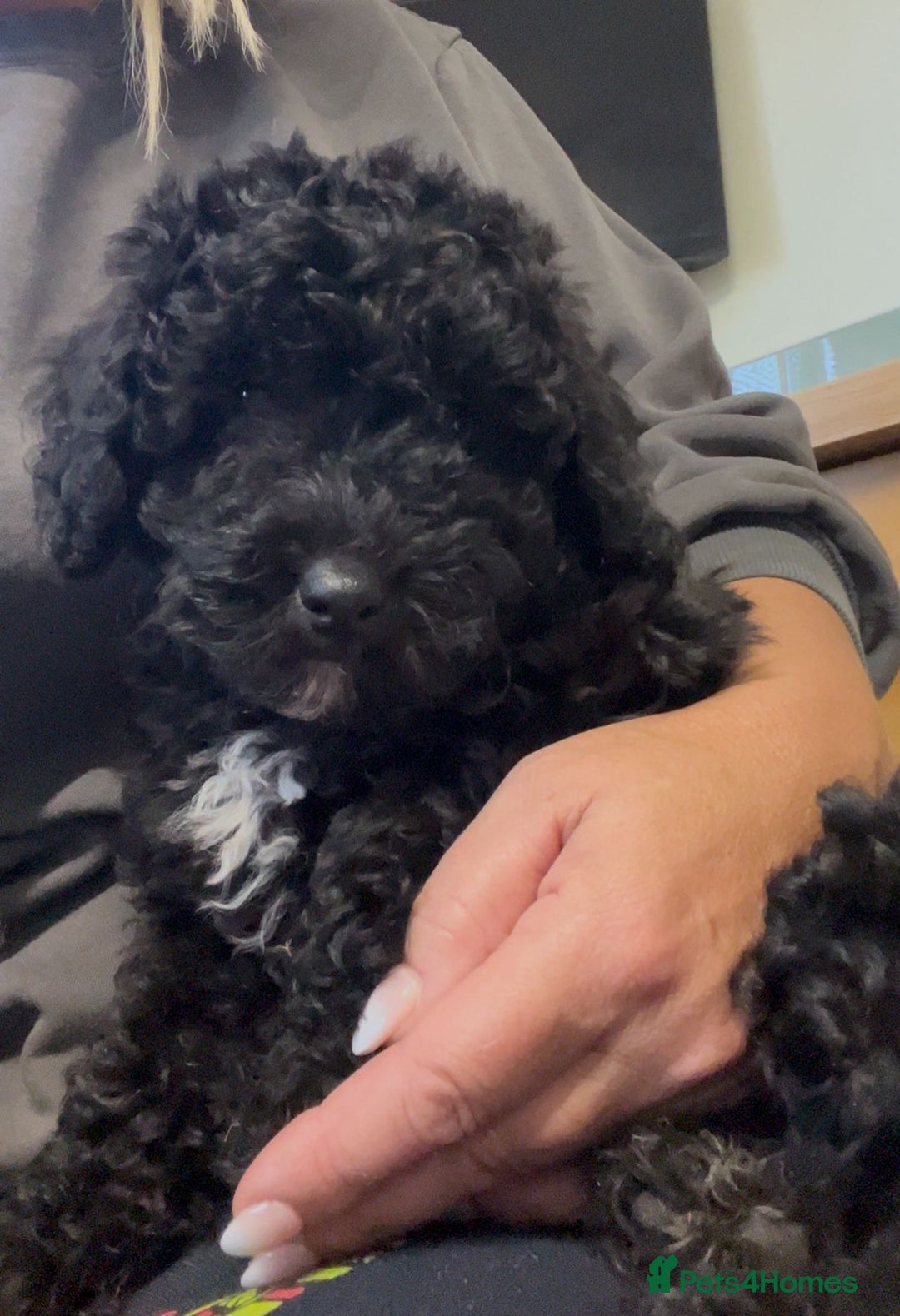 Cockapoo dogs for sale: Ready now Stunning cockatoo little girl  - Advert 3