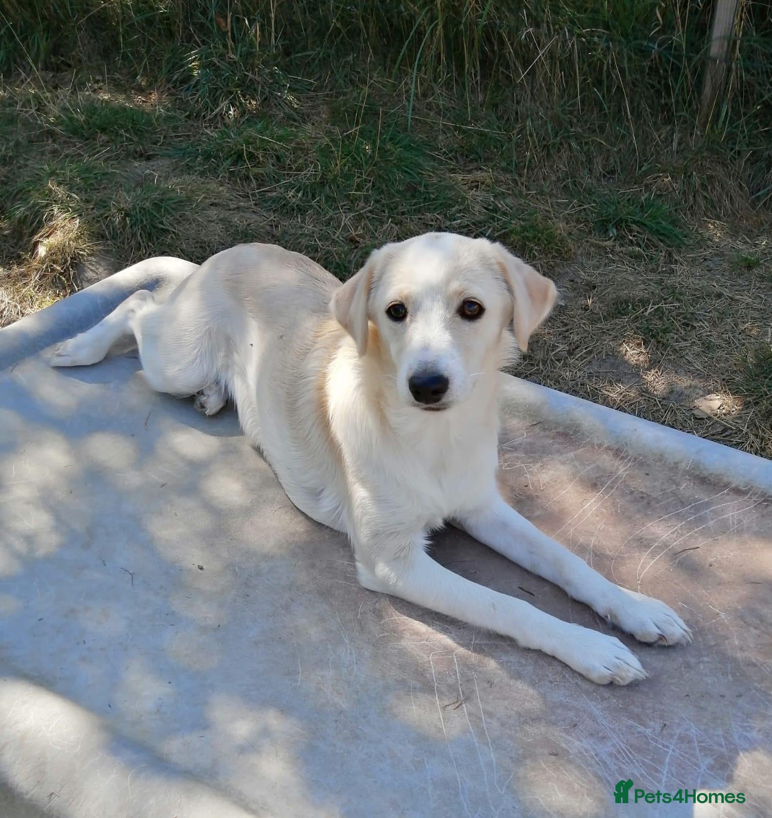 Mixed Breed dogs ❤️ SUMMER❤️ – YOUR CHANCE TO HAVE SUMMER FOREVER - Advert 2