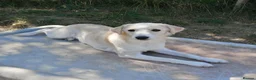 Mixed Breed dogs for adoption: ❤️ SUMMER❤️ – YOUR CHANCE TO HAVE SUMMER FOREVER - Advert 2