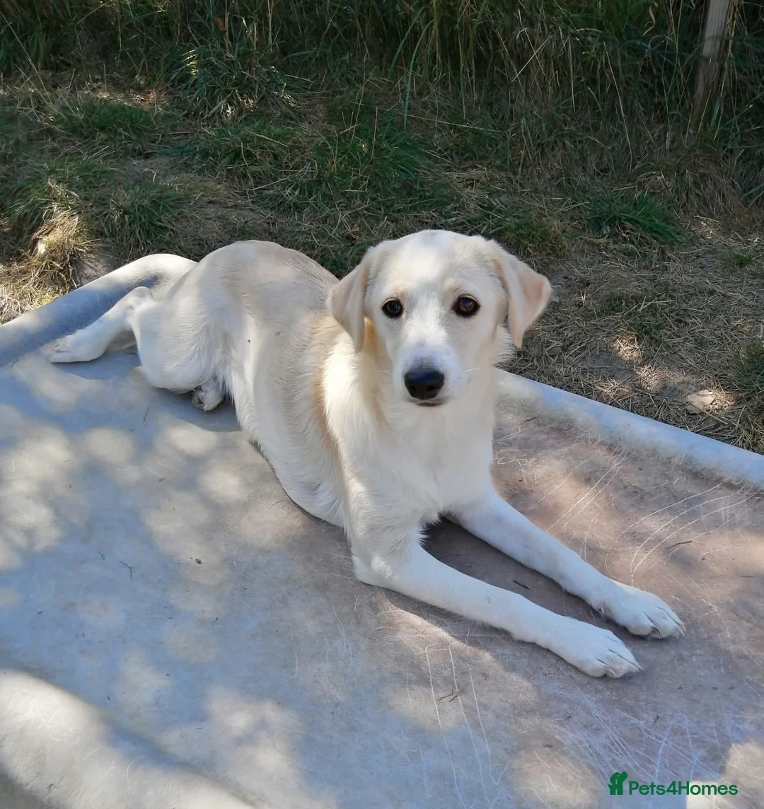 Mixed Breed dogs for adoption: ❤️ SUMMER❤️ – YOUR CHANCE TO HAVE SUMMER FOREVER - Advert 2