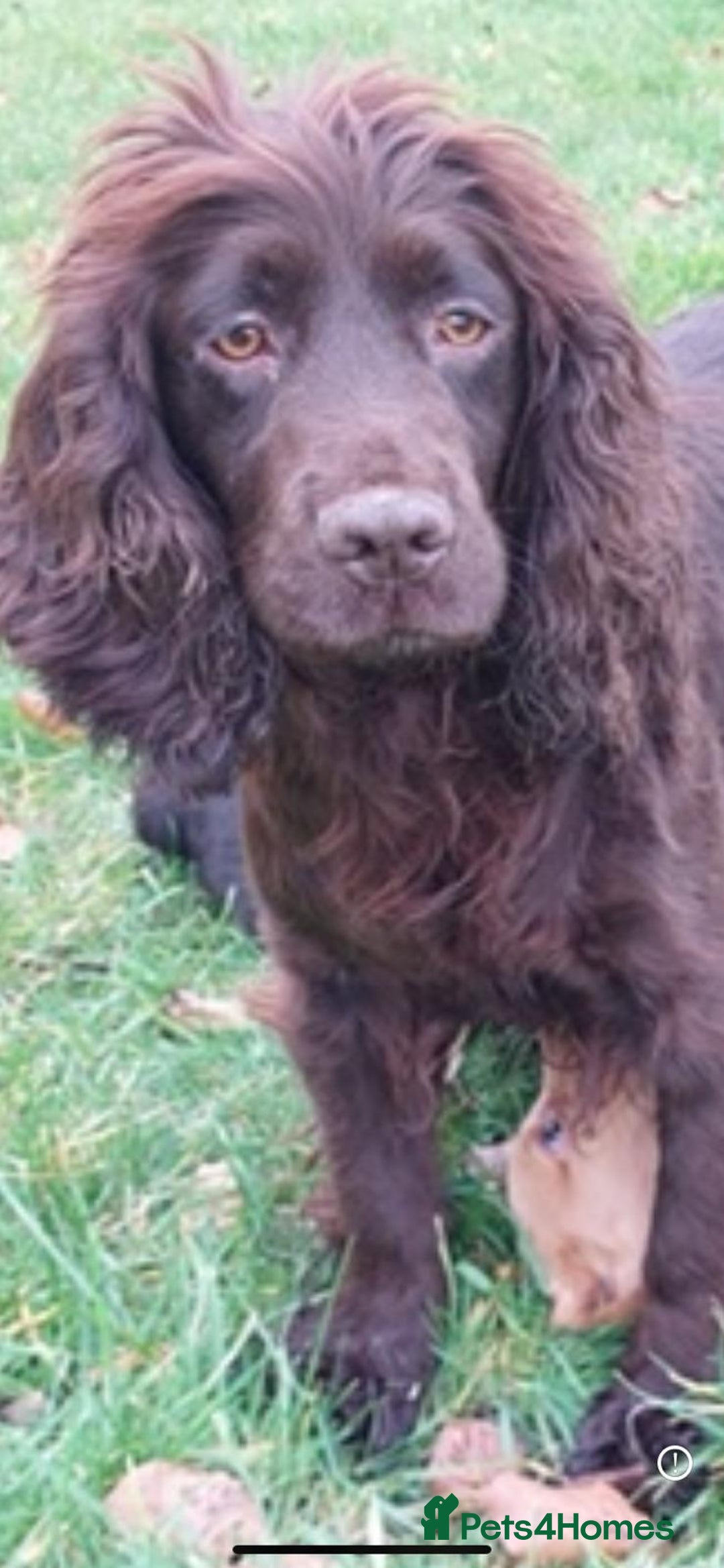 Cocker Spaniel dogs for sale: Chocolate brown cocker spaniel puppies  - Image 3