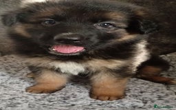 German Shepherd dogs for sale: Long haired German shepherds  - Image 4