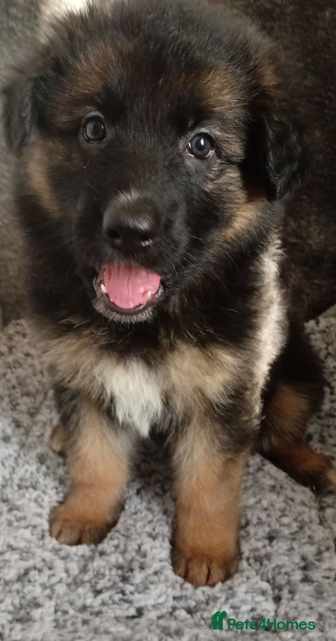 German Shepherd dogs for sale: Long haired German shepherds  - Image 4