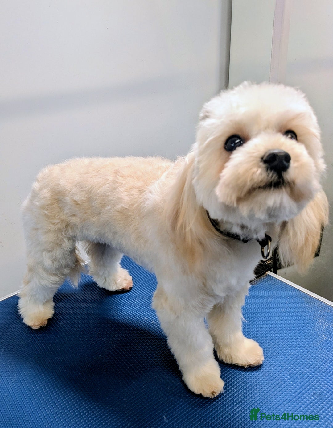 Maltipoo dogs for sale: The greatest addition to any family ❤️ - Advert 3