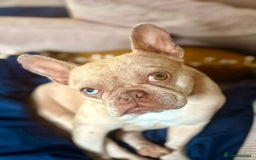 French Bulldog dogs for sale: French Bulldog for sad rehoming - Image 2