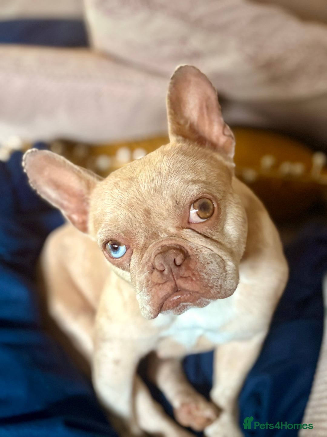 French Bulldog dogs for sale: French Bulldog for sad rehoming - Image 2