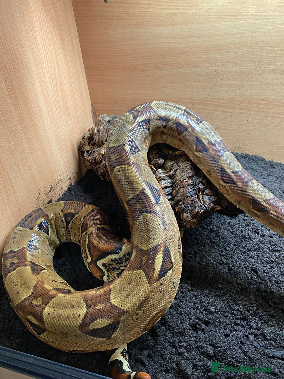 Boa Snake reptiles for sale: Pair of Boa Constrictor Snakes - Advert 2