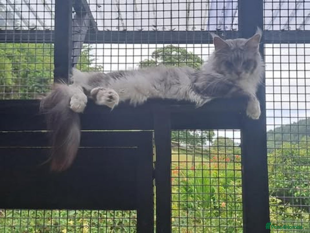 Maine Coon cats for sale: Maine Coon Kittens - Image 10