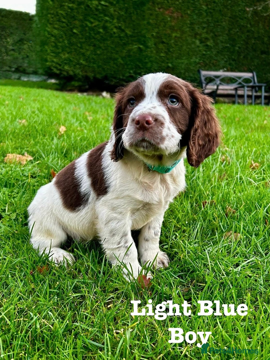 Sprocker dogs for sale: Sprocker spaniel puppies  - Advert 15