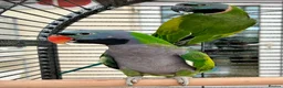 Parakeets birds for sale: Derbyan lord derby parakeet in Oldham - Advert 2