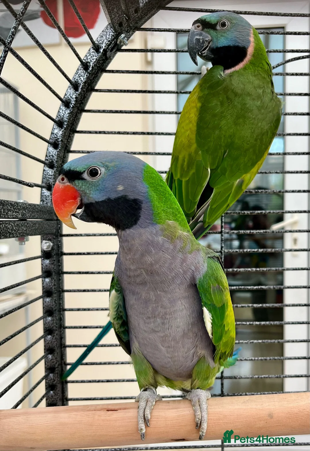 Parakeets birds for sale: Derbyan lord derby parakeet in Oldham - Advert 2