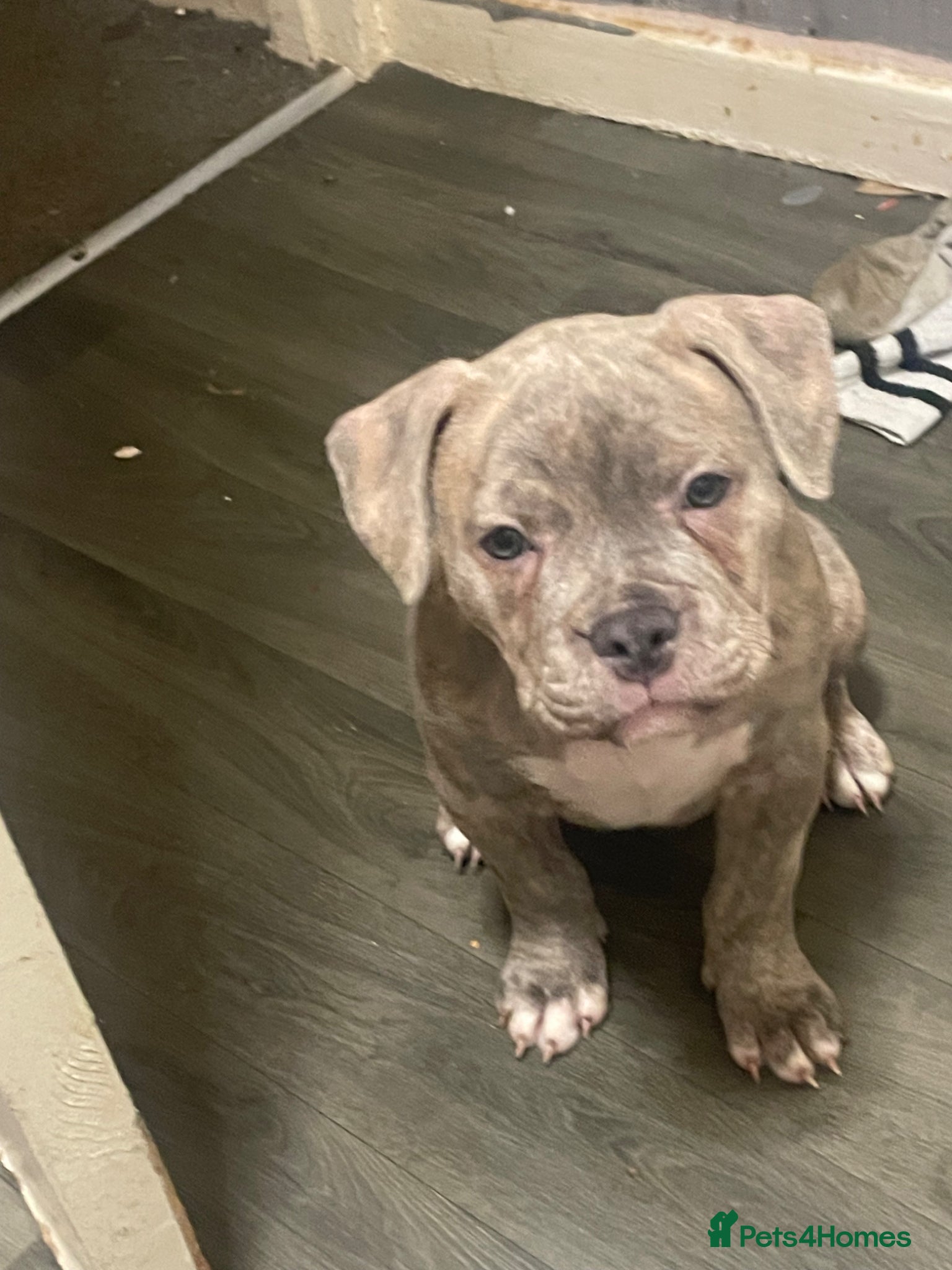 American Bully dogs £450 pocket bully 15 week old  - Advert 1