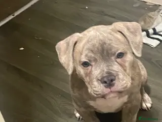 American Bully dogs £450 pocket bully 15 week old - Advert 1