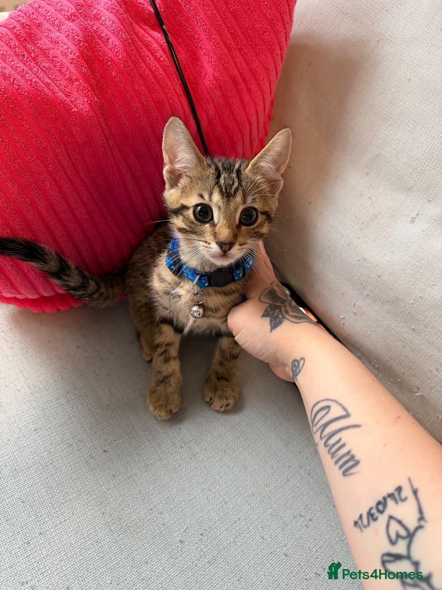Domestic Shorthair cats Male tabby kitten for sale  - Advert 2