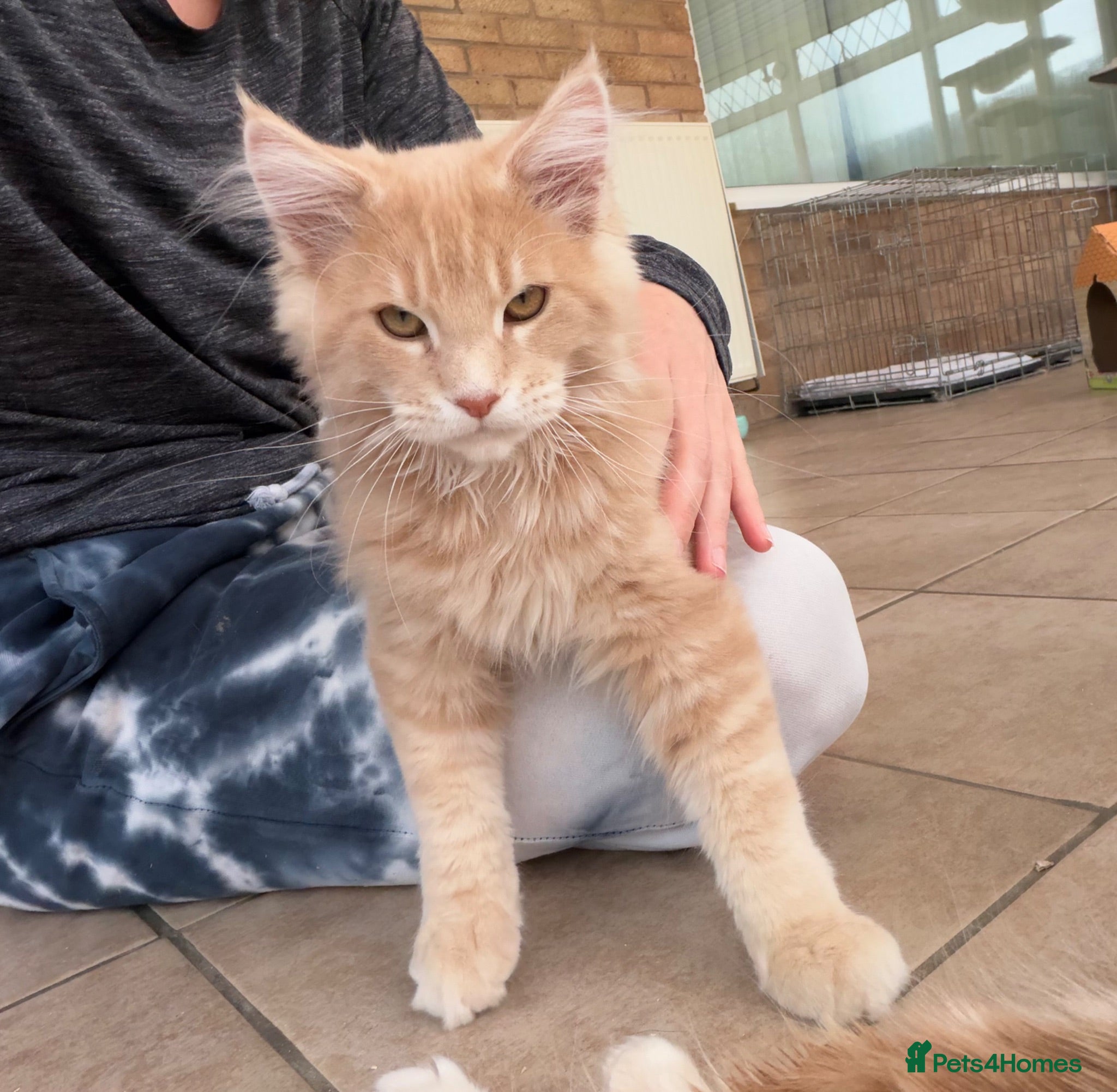 Maine Coon cats Pedigree TICA Mainecoons with champion dad  - Advert 2