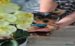 Yorkshire Terrier dogs for sale: Peace of Happiness!!! - Image 6