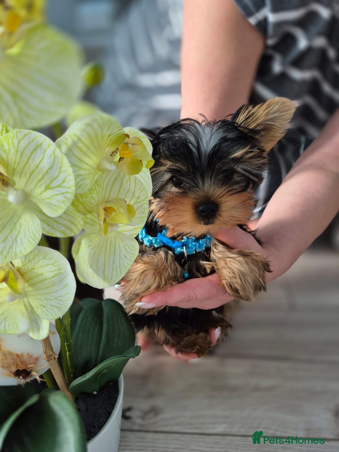 Yorkshire Terrier dogs for sale: Peace of Happiness!!! - Image 6