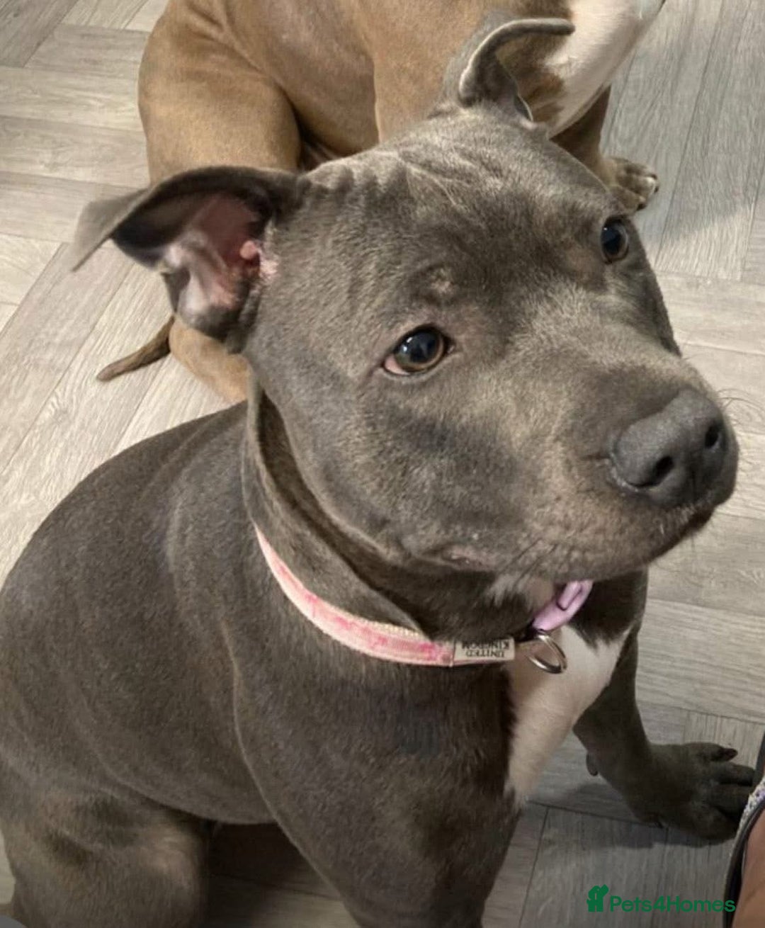 Staffordshire Bull Terrier dogs for sale: Full Pedigree Blue Staff Puppies - Image 7