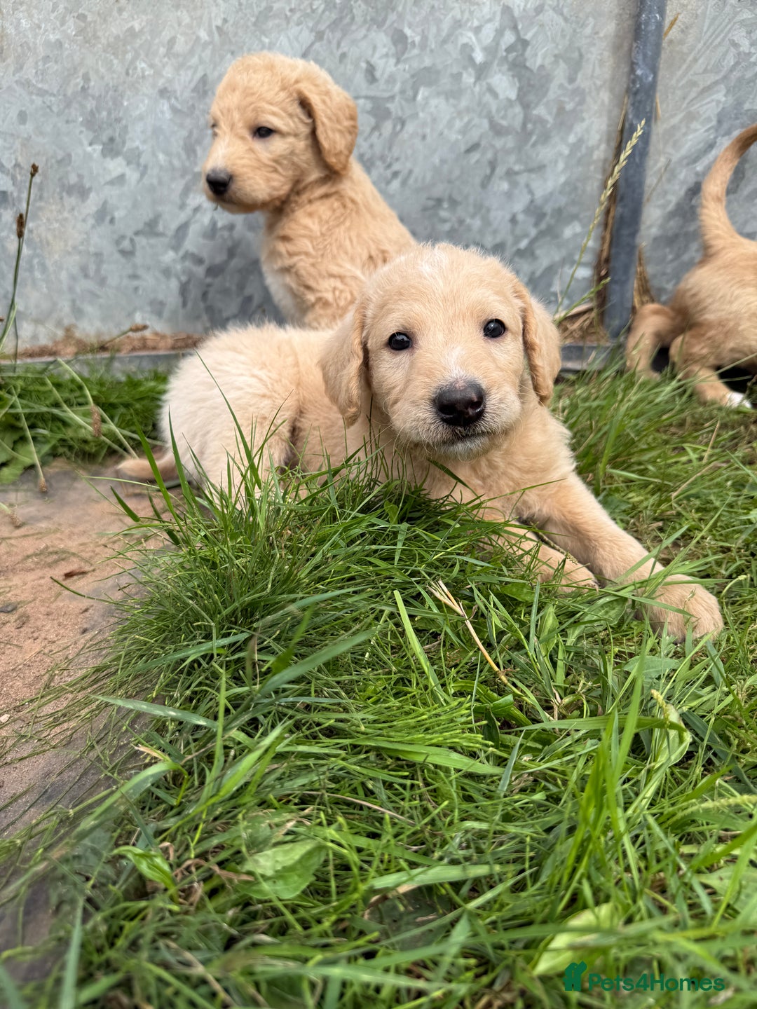 Labradoodle dogs for sale: Health tested chunky and fluffy labradoodles  - Image 20