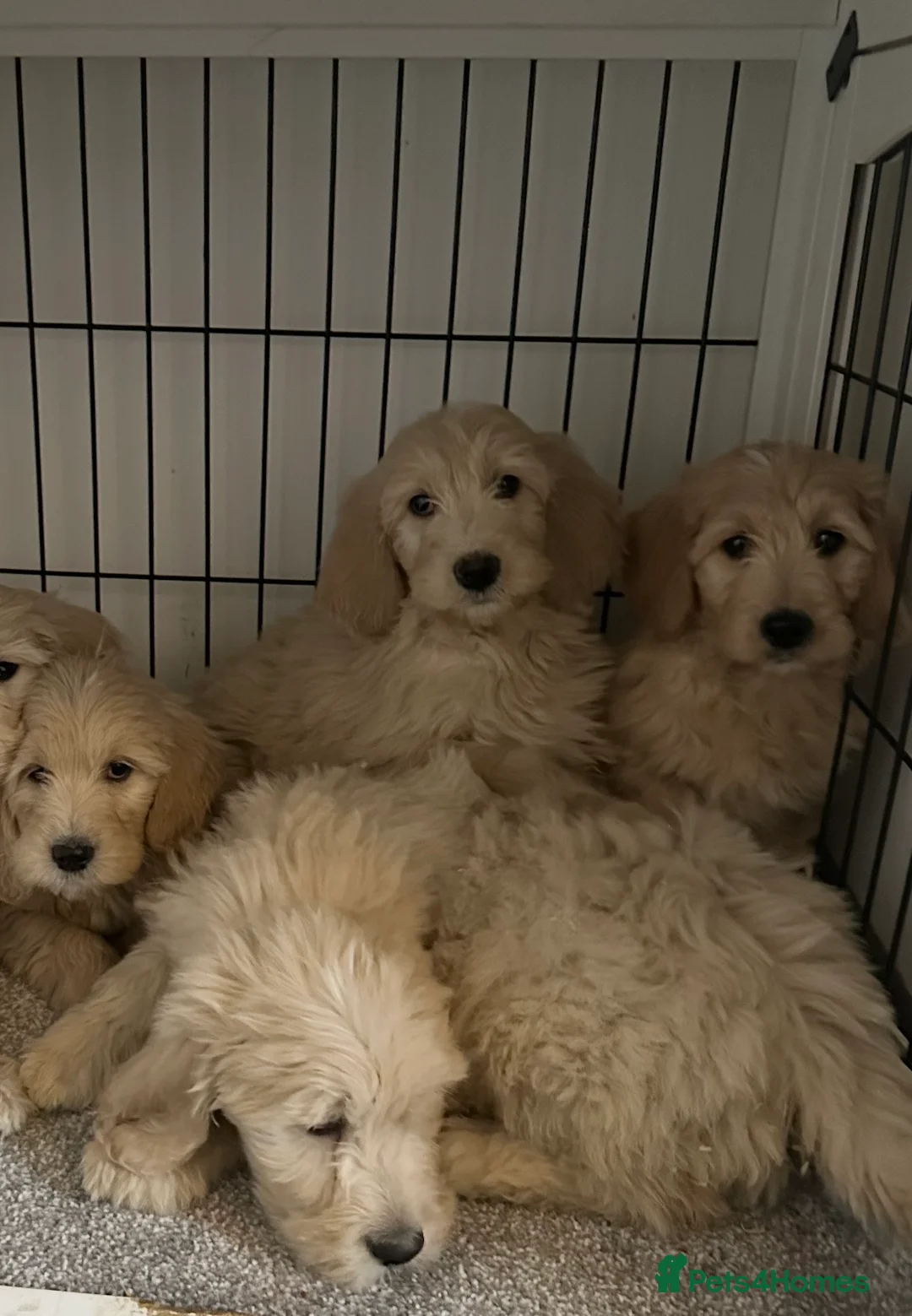 Goldendoodle dogs for sale: Big chunky doodles looking for homes  - Advert 8
