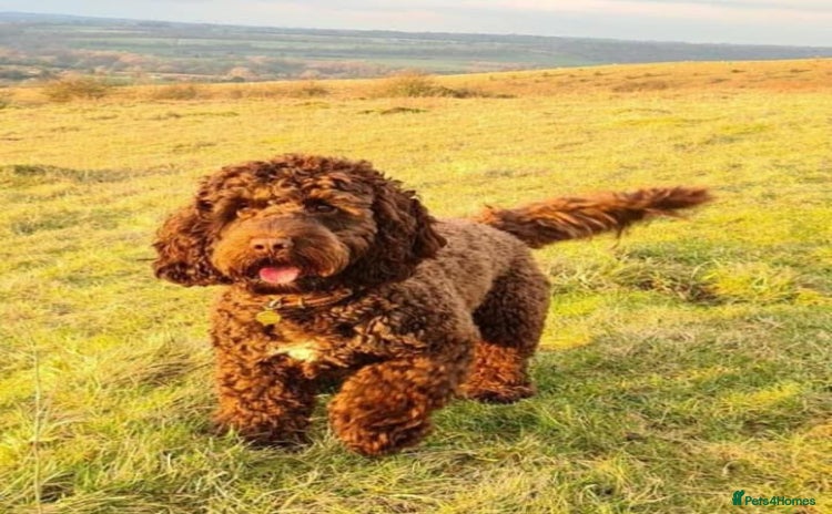 Cockapoo dogs - Advert 8