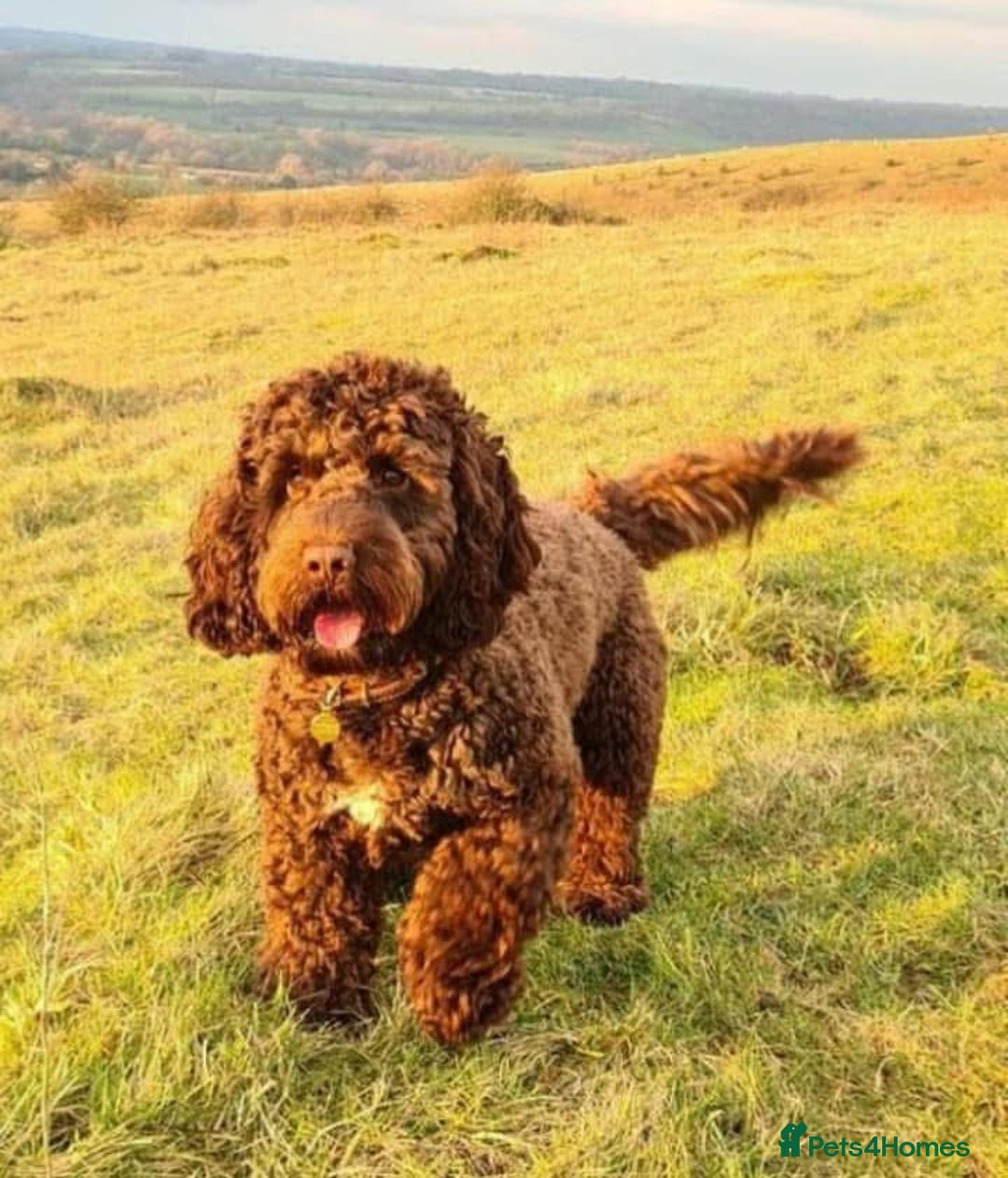 Cockapoo dogs for sale: Toy show Cockapoo pups waiting list now open ! - Image 1