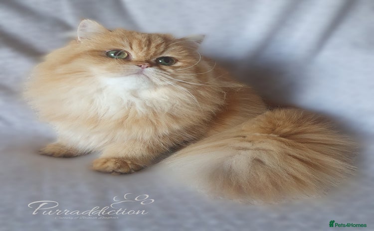 British Longhair cats - Advert 2