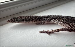 Gecko reptiles for sale: Female gecko for sale  - Image 2
