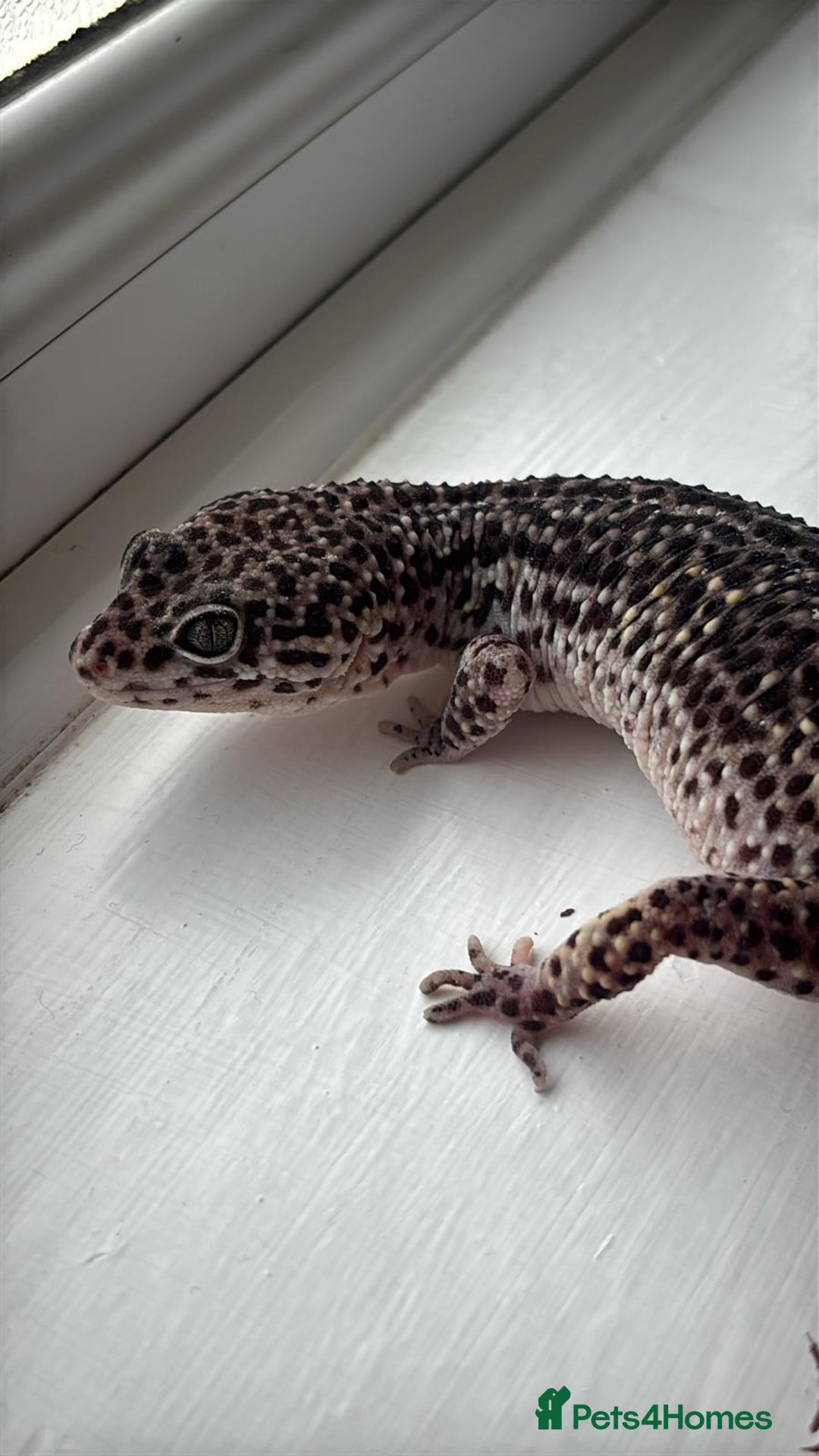 Gecko reptiles for sale: Female gecko for sale  - Image 2