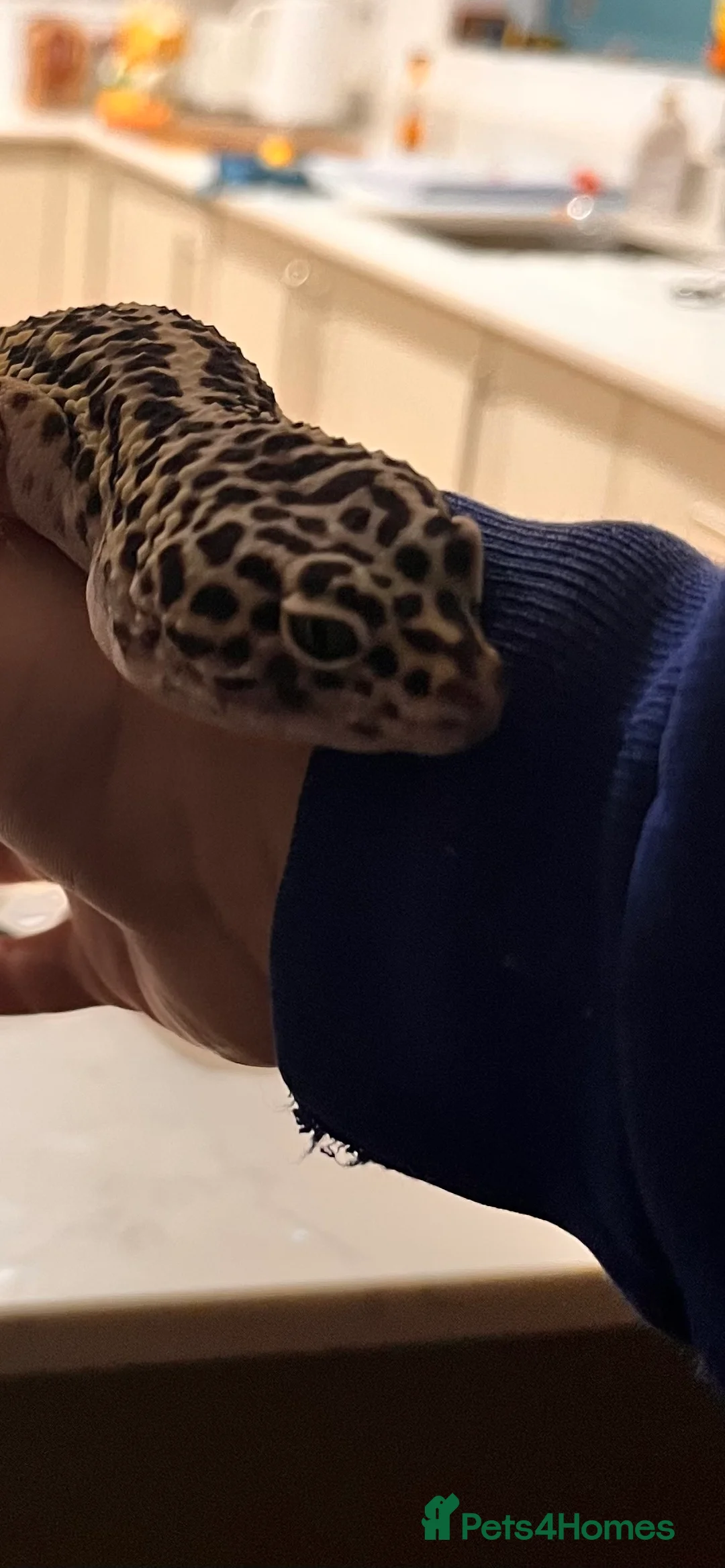 Gecko reptiles for sale: Leopard Gecko For Sale - Advert 3
