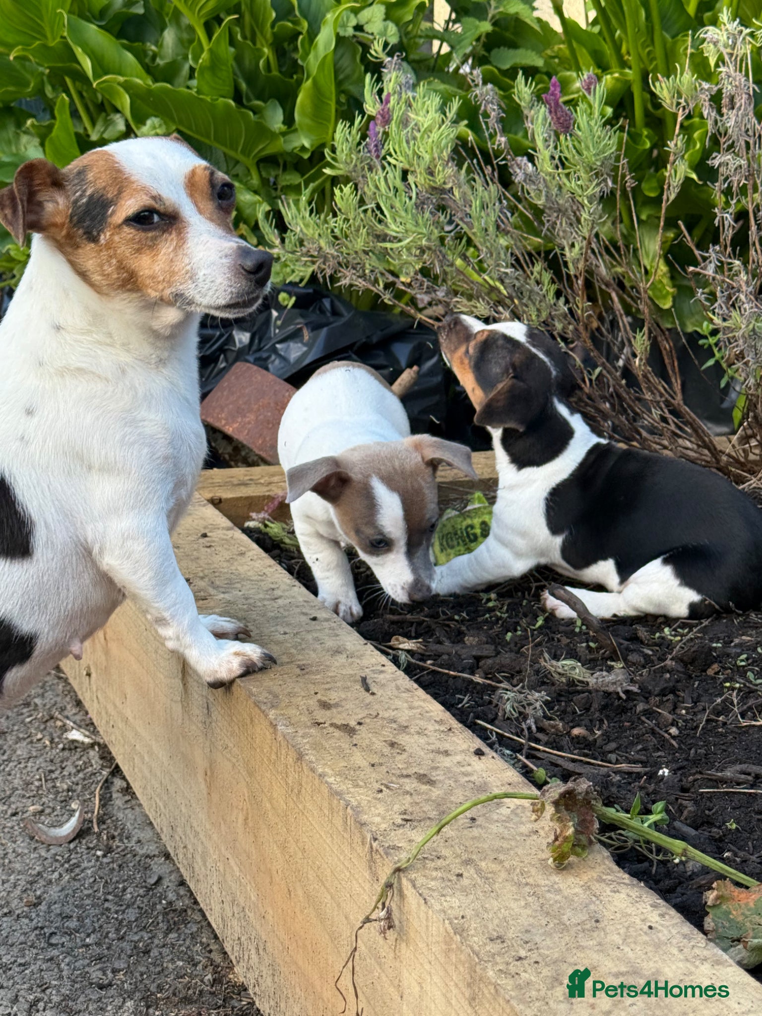 Jack Russell dogs for sale: ‘Naughty’ Jack Russell Pups  in Kilgetty - Advert 12