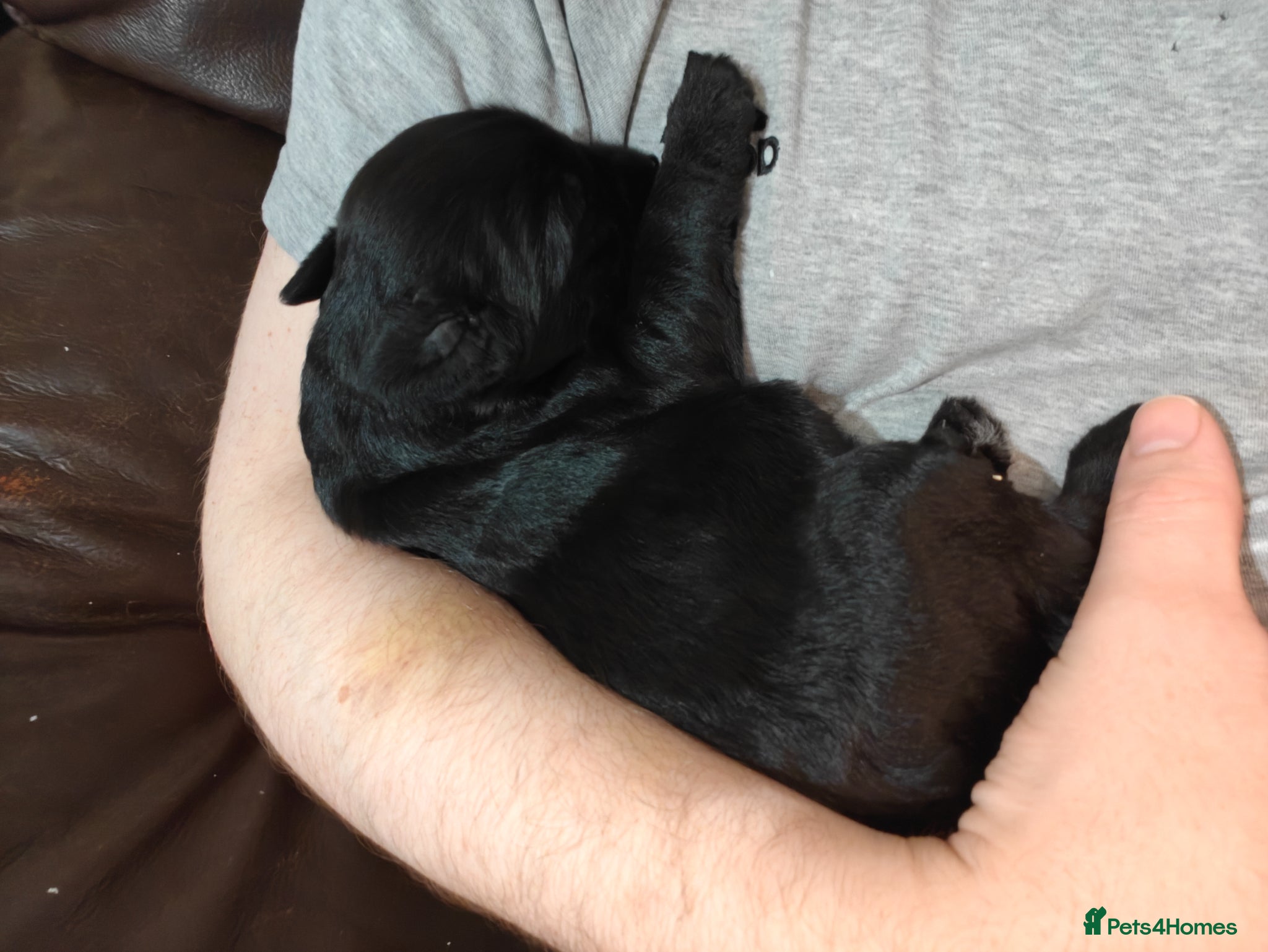 Giant Schnauzer dogs Giant Schnauzer Puppies - IKC Champion Bloodlines - Advert 5